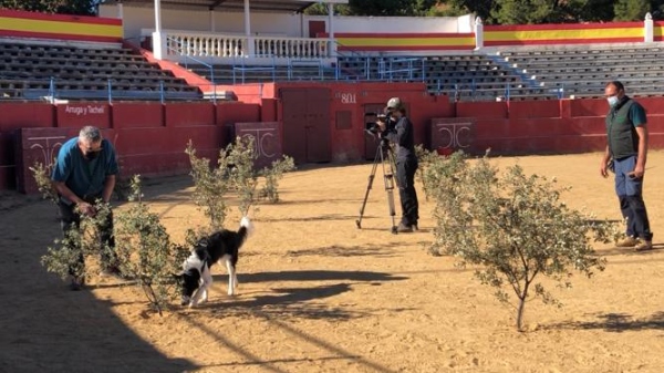 Curso de adiestramiento de perros